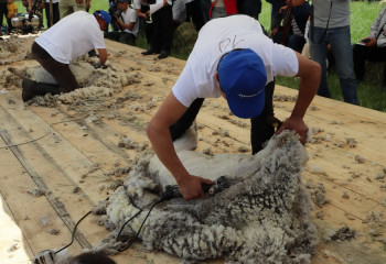 Отандық фермерлер малдың жүнін Қазақстан-Италия бірлескен кәсіпорына өткізе алады