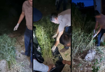 Риддер тұрғыны 7 келіден астам қарасора өсірген