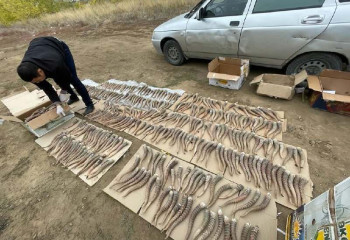 Более 900 сайгачьих рогов изъяли полицейские Актюбинской области