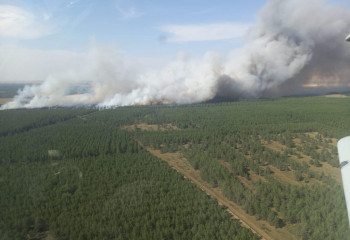 Өртенген орманды қалпына келтіруге ұзақ жылдар керек