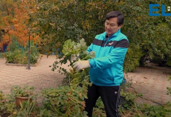 Астаналық тұрғын батат өсірді