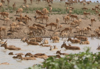 Киік мәселесі, су және егістік. Брекешев БҚО халқына қандай уәде берді?