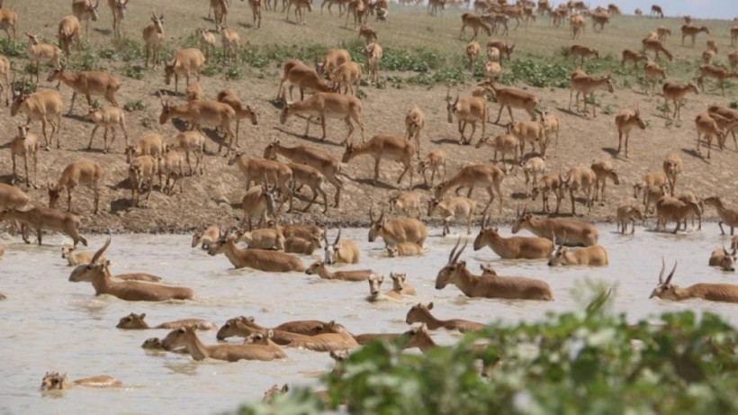  ашық дереккөзден 