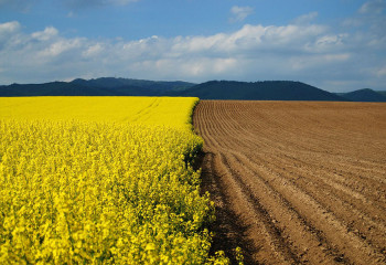 В Атырауской области 119 земельных участков возвращено государству