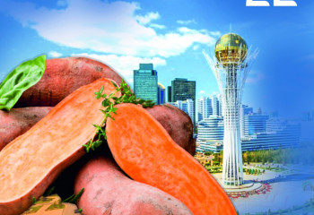 Астаналық тұрғын батат өсірді 