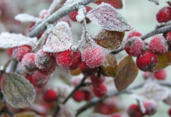 Ақтөбе мен Түркістан облысында үсік жүреді