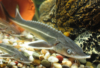 Астанадағы Есіл өзеніне 200 мыңға жуық балық жіберіледі