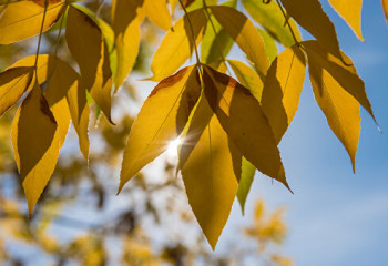 Демалыс күндерге арналған ауа райы болжамы