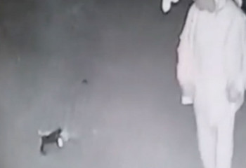 Суд вынес приговор прыгнувшему на голову котенку мужчине