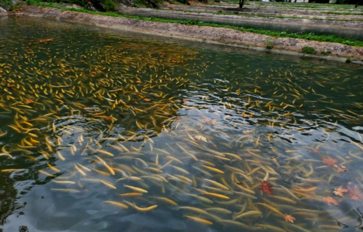  ашық дереккөзден 