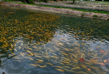 Есілге 200 мың шабақ жіберілді