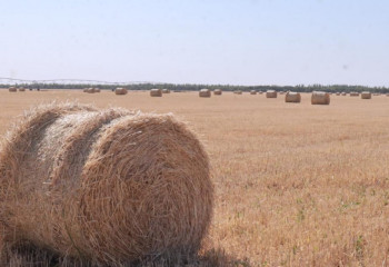 Қызылордада күріш сабанынан целлюлоза өндірілуі мүмкін