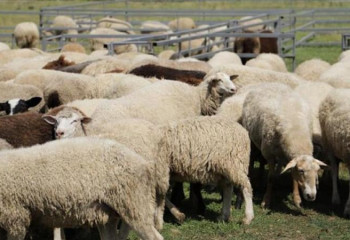 Елімізде қой тұқымын түрлендіретін зертхана ашылады