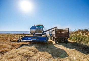 Жетісу диқандары Қараталдың күрішін қамбаға құйып бітті