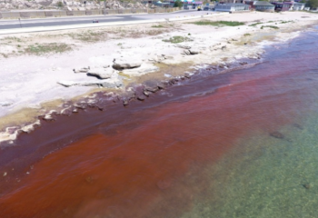 Внеплановые проверки начаты по факту загрязнения воды в Каспийском море