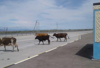 Малын қараусыз жіберген 3 мыңнан астам ақмолалық жауапқа тартылды