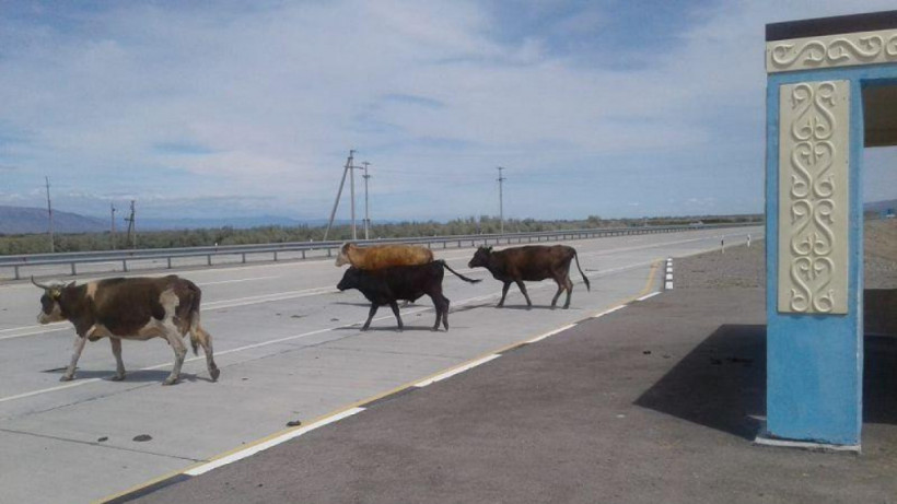  ашық дереккөзден 