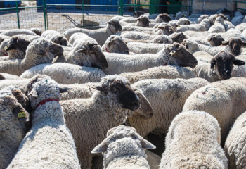 «Qazyna» - елдегі қой шаруашылығының қазынасына айналады