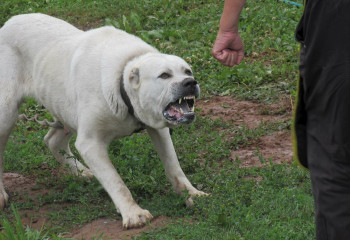 Полицейские предотвратили нападение агрессивной собаки на ребенка