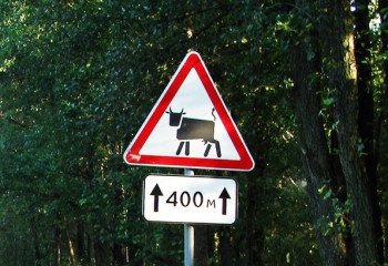 В Казахстане скотину планируется маркировать светоотражающей аэрозолью