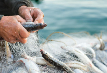 Атырау тұрғындарынан 300 келіге жуық бекіре балығы тәркіленді