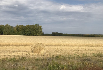 Некоторые районы на севере Казахстана пострадали от засухи  