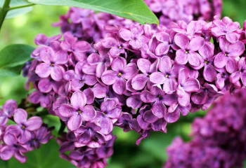 Из-за аномального тепла в Алматы зацвела сирень