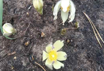 В сгоревших лесах Костанайской области зацвели подснежники