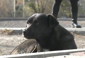 В Караганде появился свой Хатико