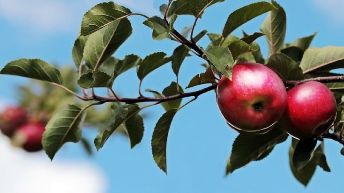 Алматинские яблоки могут стать нацбрендом