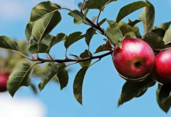 Алматинские яблоки могут стать нацбрендом