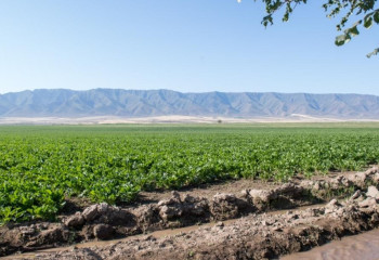 100 тысяч гектаров земли вернули в госсобственность в Алматинской области