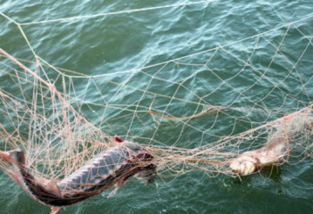 Қорық аумағында балық аулаған ақмолалық тұрғын ұсталды