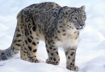 23 қазан - Халықаралық қар барысы күні