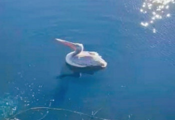 Не дождался помощи: Пеликан умер на месторождении в Мангистау