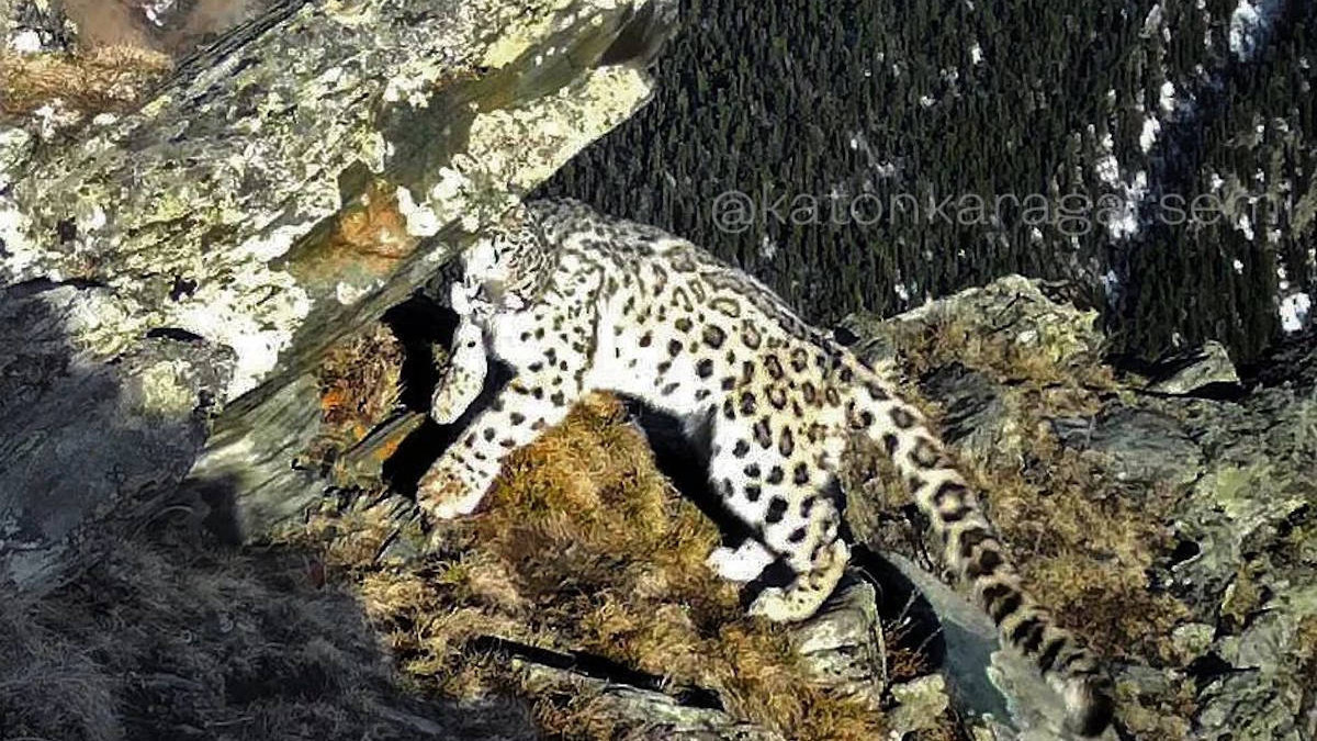Snow leopard caught by photo trap in East Kazakhstan region