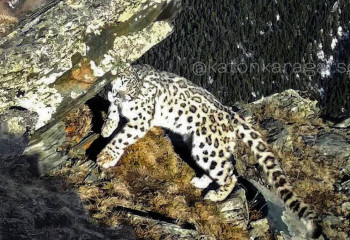 Snow leopard caught by photo trap in East Kazakhstan region