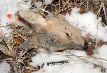 СҚО-да Сібір елігін атқан төрт ер адам ұсталды