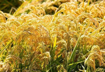 Қызылордалық ғалымдар күрішті пленканың астына егудің тиімділігін дәлелдеді