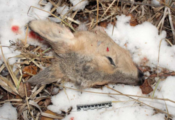 Браконьеров с тушами сибирских косуль задержали в СКО