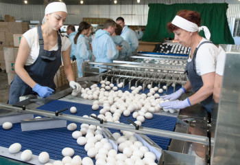 Яйца поштучно продают в Костанае