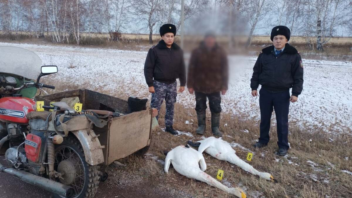 Житель Акмолинской области застрелил пару краснокнижных лебедей