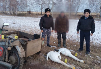 Житель Акмолинской области застрелил пару краснокнижных лебедей