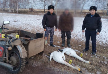 Қызыл кітапқа енген қос аққуды атқан аңшы ұсталды