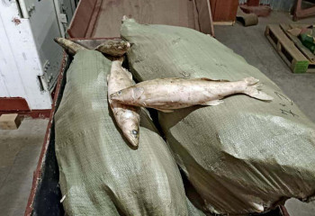 Шығыс Қазақстанда 20 тоннаға жуық балық заңсыз ауланған