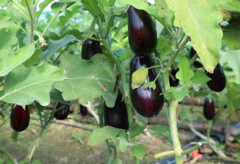 В Туркестане крестьяне получают урожай два раза в год