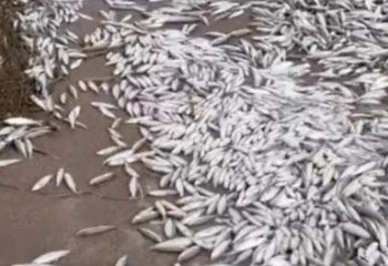 Гибель рыб на Капшагайском водохранилище прокомментировали в Минэкологии