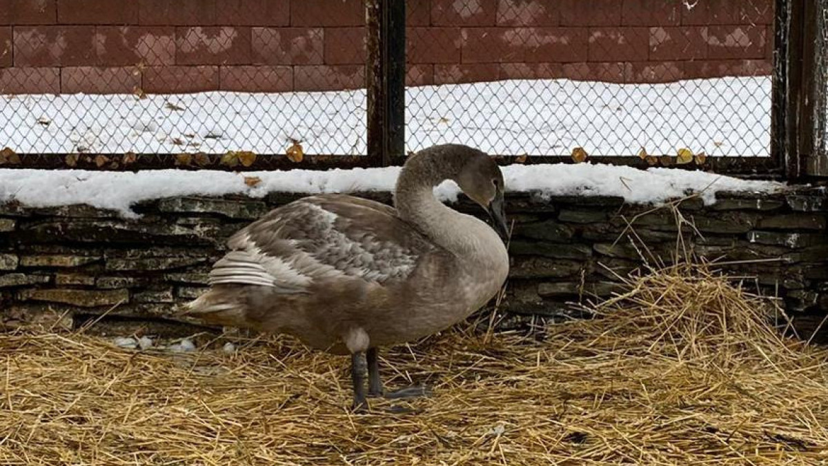 Жители Кокшетау спасли краснокнижного лебедя