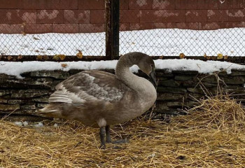 Жители Кокшетау спасли краснокнижного лебедя