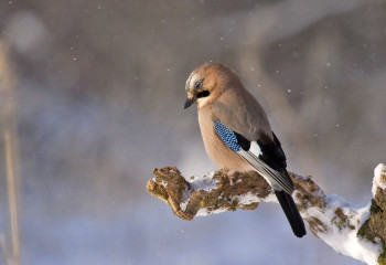 In Astana and 13 regions declared weather warning